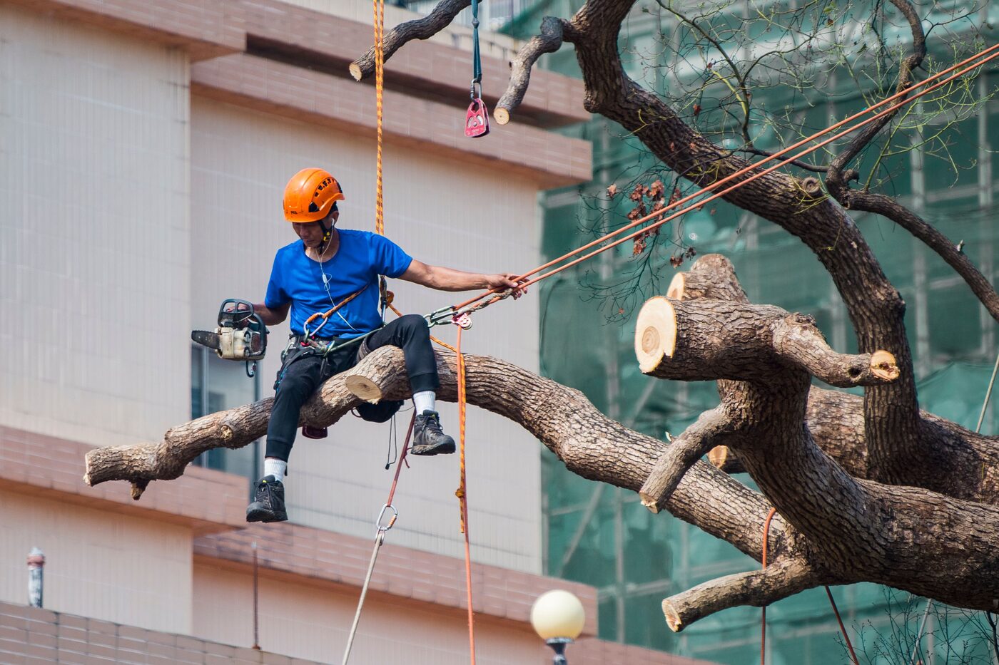 ISA-certified arborist performing tree removal in Snellville, GA