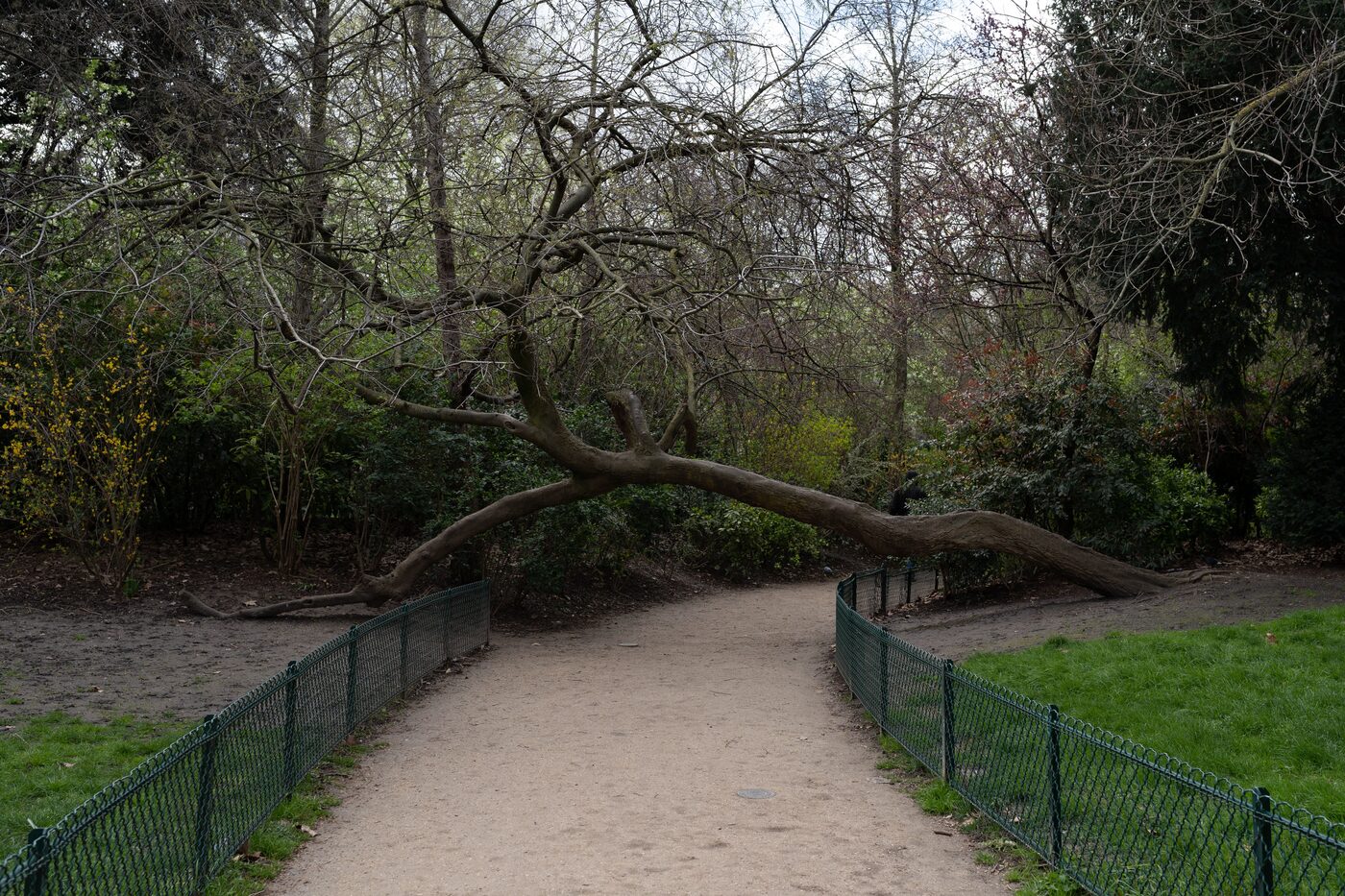 Hazardous leaning tree in need of professional removal in Atlanta, GA