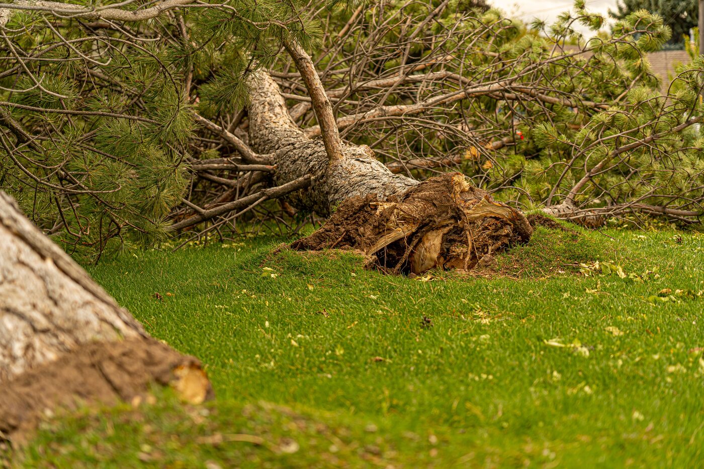 Storm-damaged tree uprooted and ready for removal in Dunwoody, GA