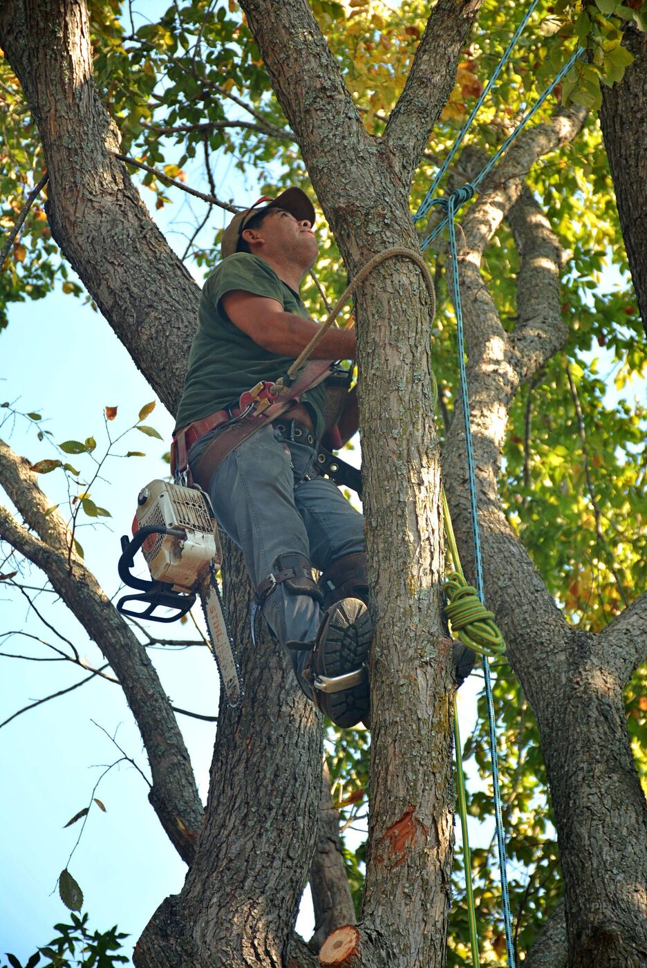 Arborist climbing a tree during a removal in Mableton, GA
