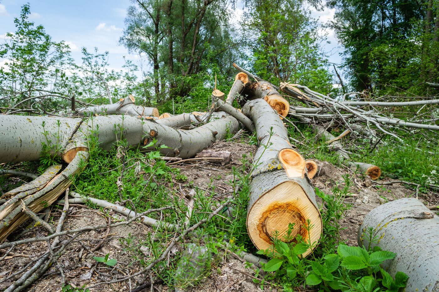 Tree removal cleanup with cut logs cleared after a job in Atlanta, GA