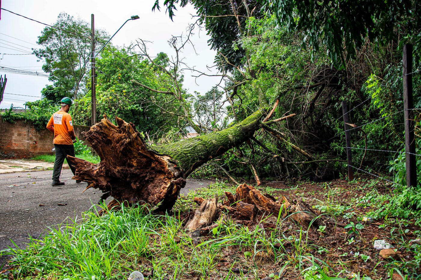Uprooted tree removed from a roadway in Canton, GA